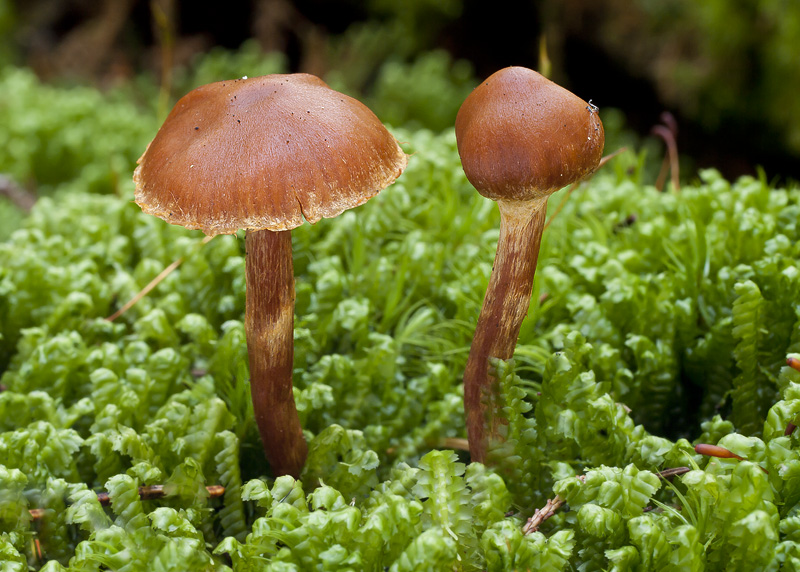 Cortinarius gentilis